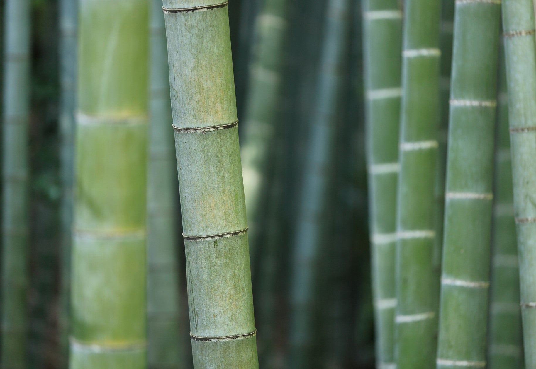 Close up of bamboo stalks, evoking the fresh & watery green fragrance notes prominent in the Balneario Onsen candle