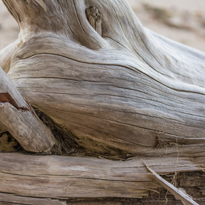 Closeup of driftwood, evoking the marine & floral fragrance notes prominent in the Balneario Coastal candle