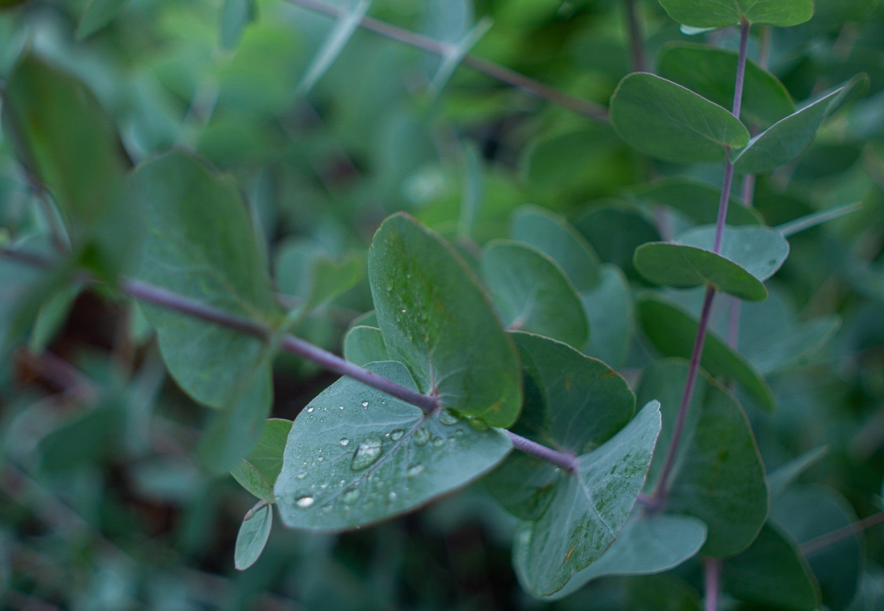 Close up of eucalyptus leaves, evoking the fresh & watery green fragrance notes prominent in the Balneario Onsen candle