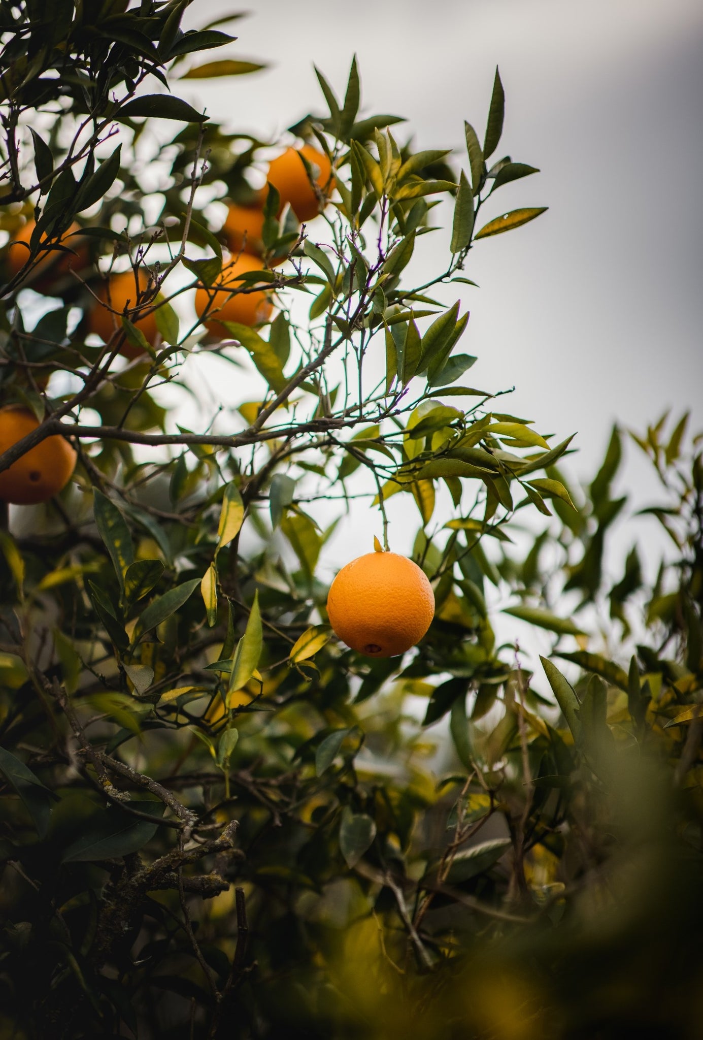 Close up of Italian bergamot fruit and leaves, evoking the herby botanical fragrance notes prominent in the Balneario Temazcal candle