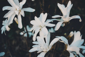 Close up of jasmine, evoking the fresh & watery green fragrance notes prominent in the Balneario Onsen candle