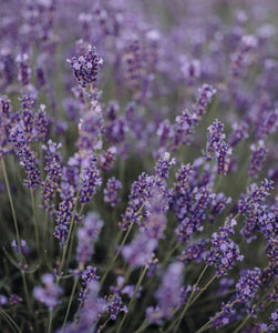 Close up of lavender leaves and stems, evoking the citrus and musk fragrance notes prominent in the Balneario Thermae candle