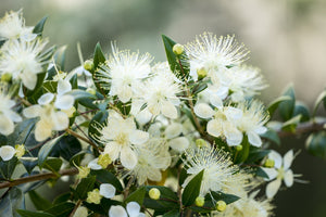 Close up of myrtle flowers and leaves , evoking the herby botanical fragrance notes prominent in the Balneario Temazcal candle