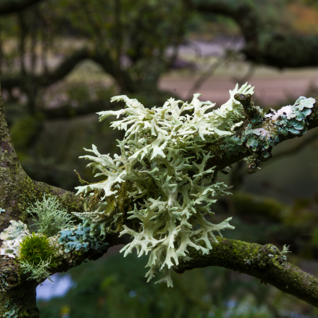 Closeup of oakmoss, evoking the marine & floral fragrance notes prominent in the Balneario Coastal candle