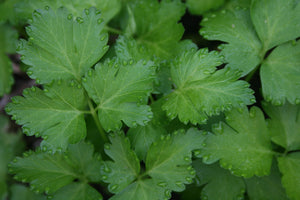 Close up of parsley leaves, evoking the fresh & watery green fragrance notes prominent in the Balneario Onsen candle