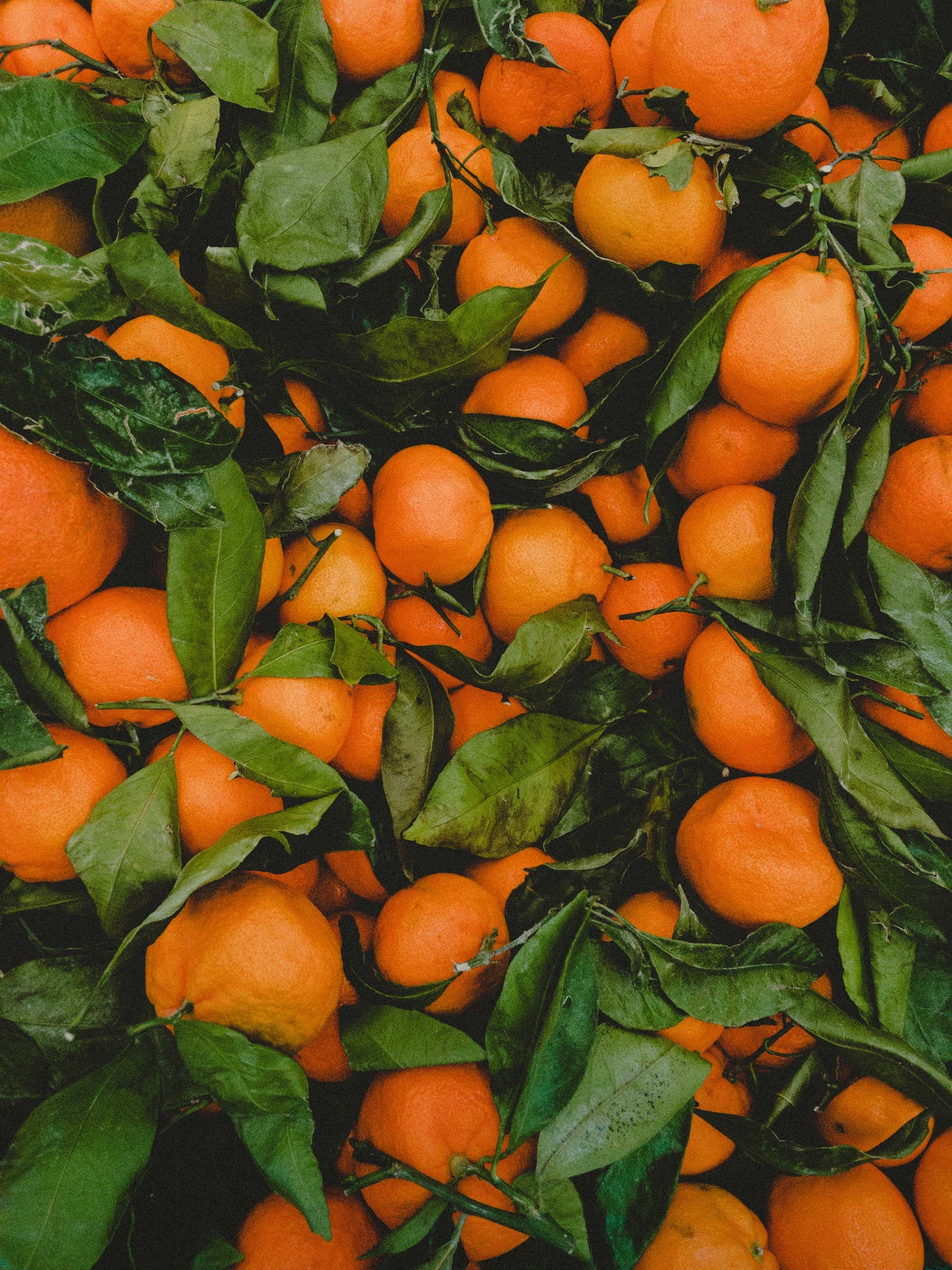 Close up of bitter oranges and their leaves, evoking the herby and botanical fragrance notes prominent in the Balneario Temazcal candle