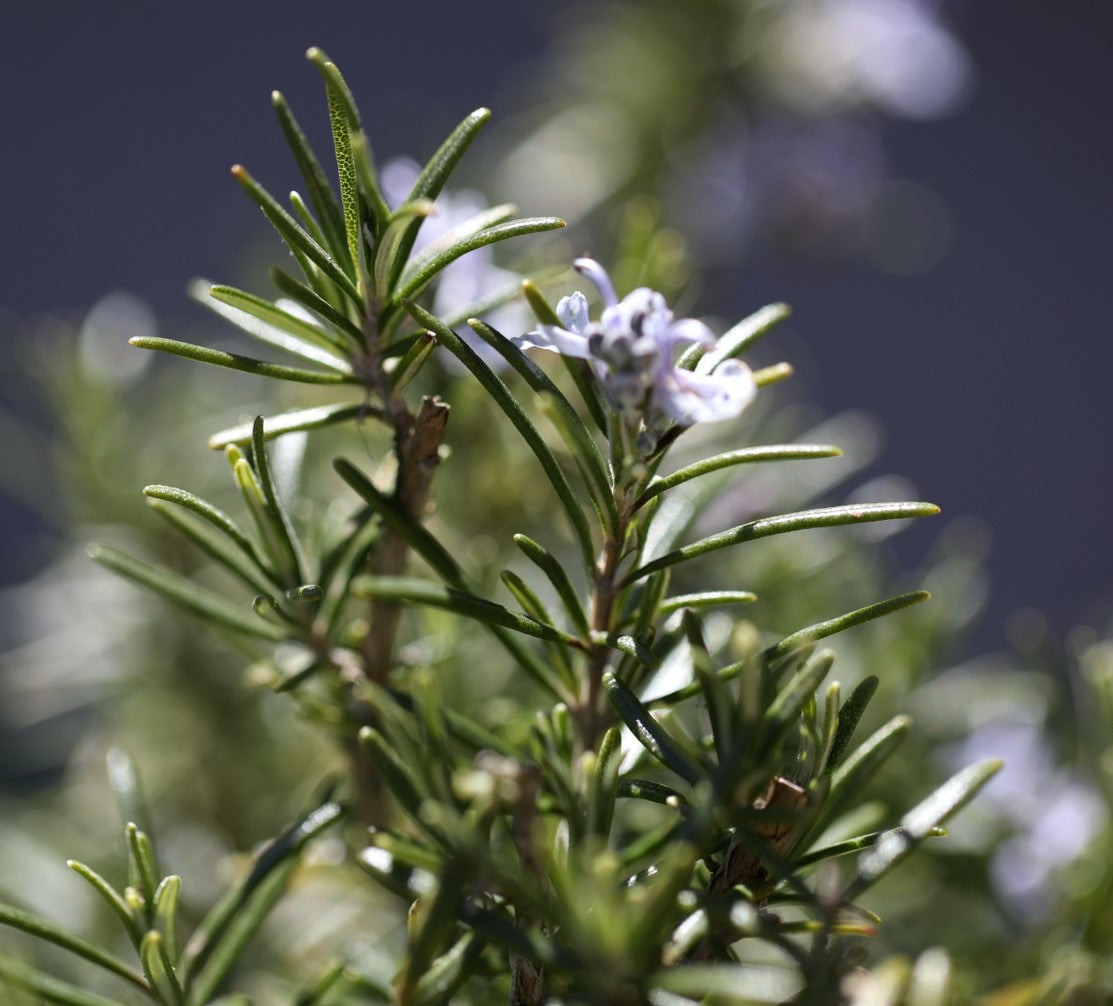 Close up of rosemary leaves on stems, evoking the citrus and musk fragrance notes prominent in the Balneario Thermae candle