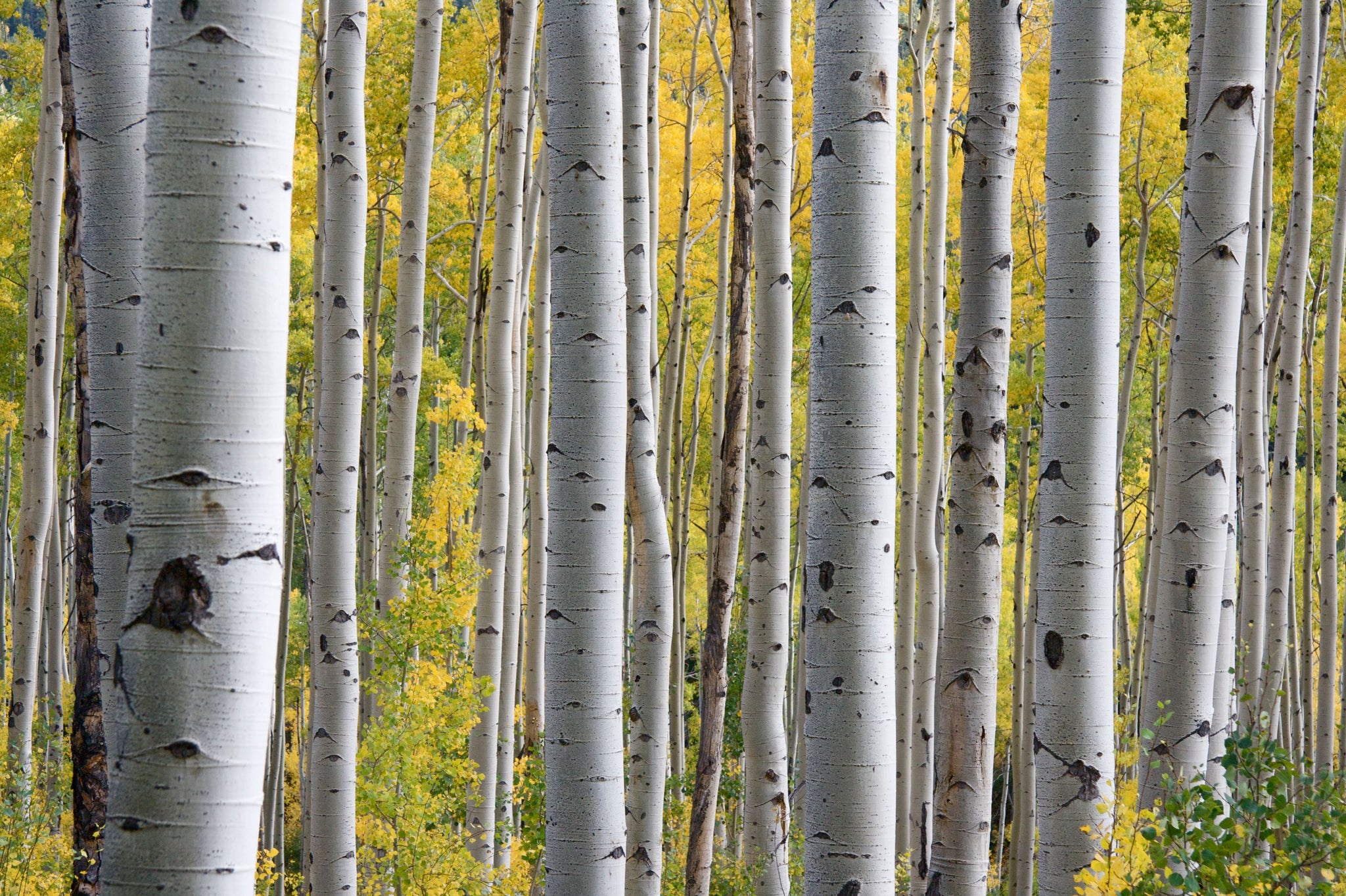 Close up of smoked birch trunks, evoking the herby botanical fragrance notes prominent in the Balneario Temazcal candle