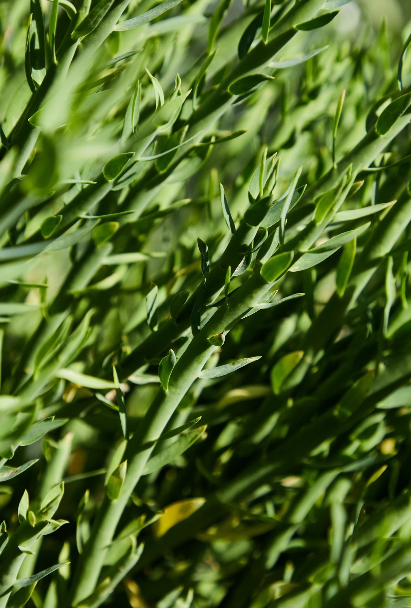 Close up of tarragon leaves, evoking the citrus and musk fragrance notes prominent in the Balneario Thermae candle