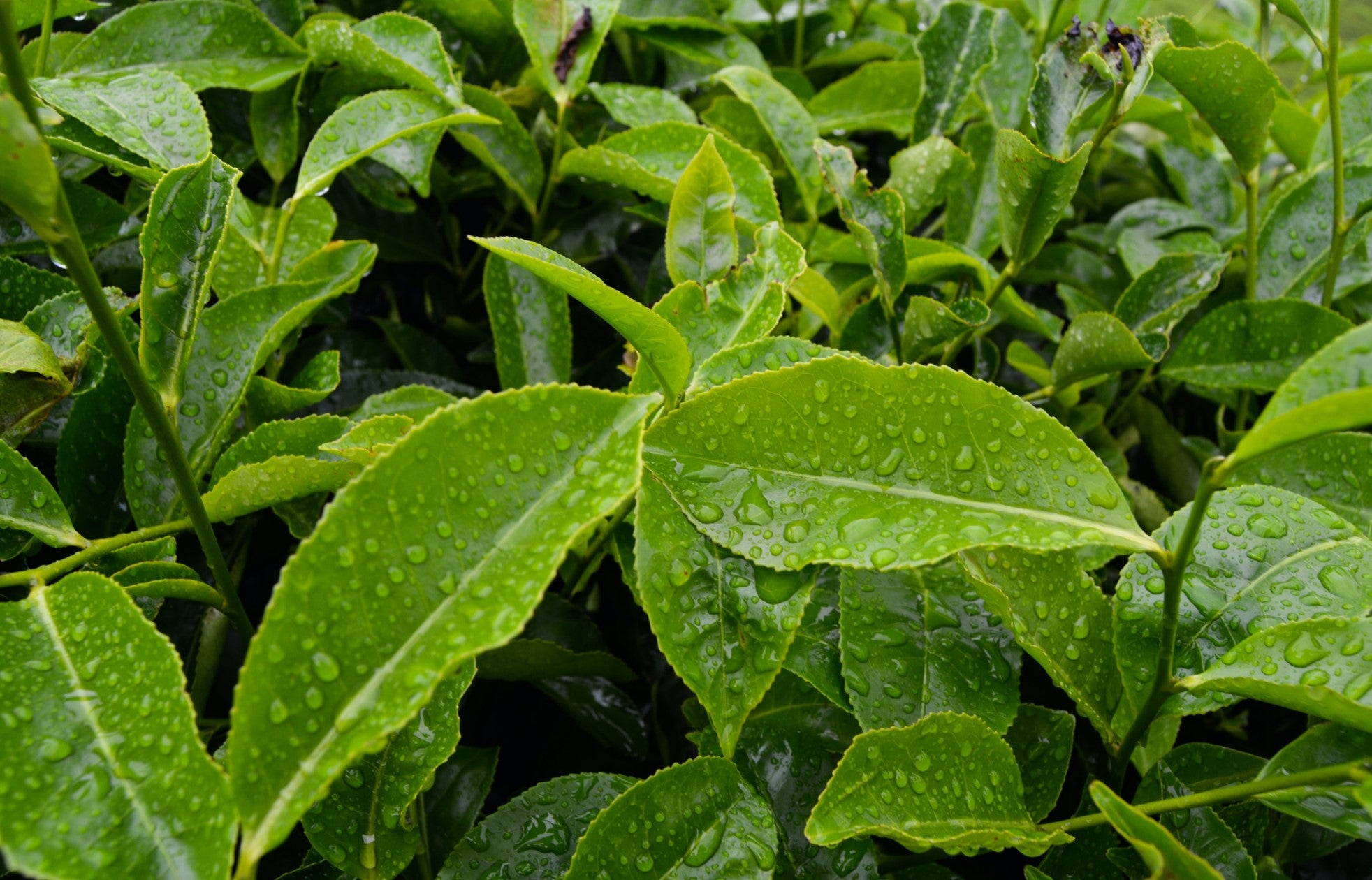 Close up of green Australian tea leaves , evoking the fresh & watery green fragrance notes prominent in the Balneario Onsen candle