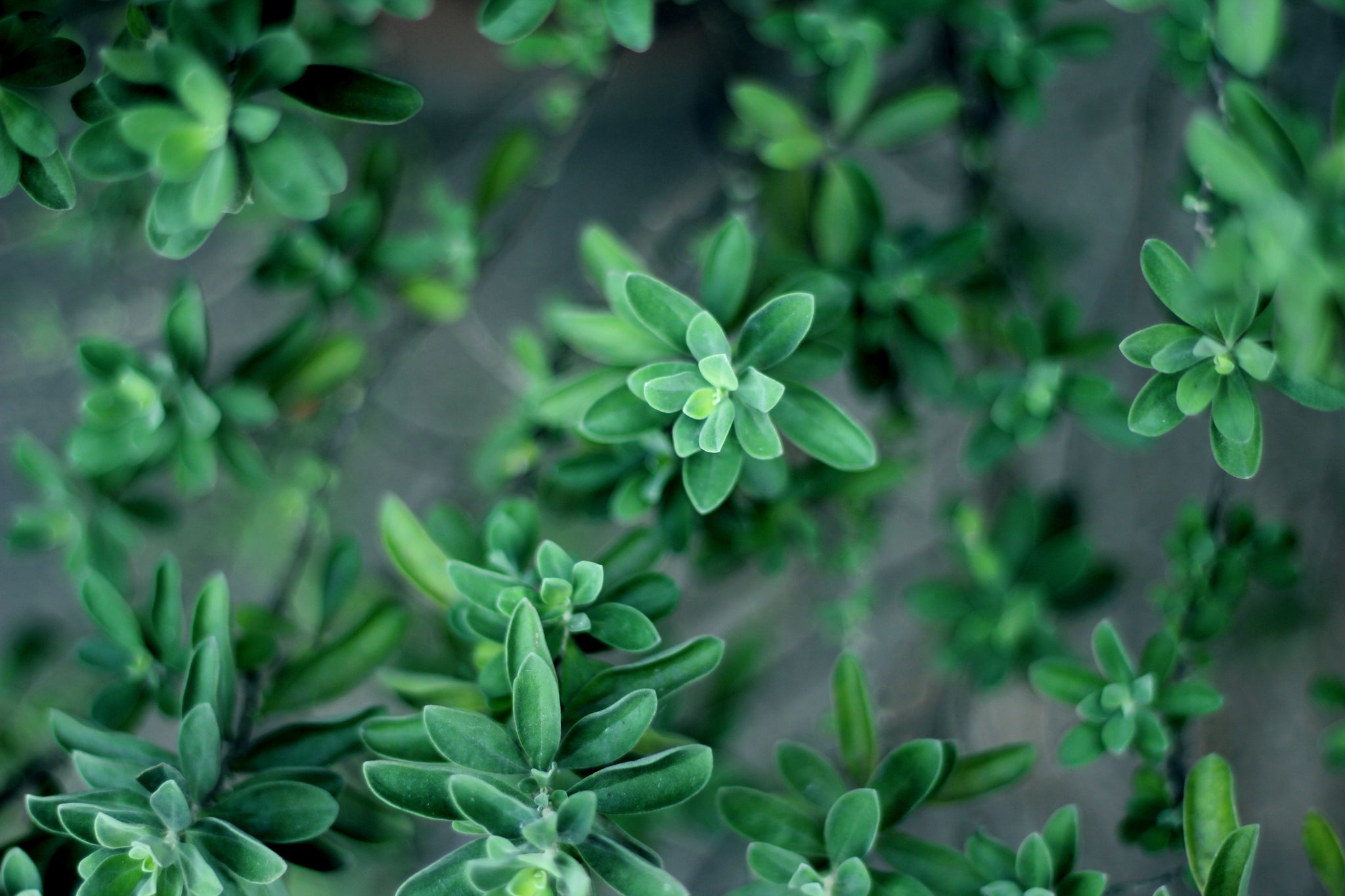 Close up of thyme leaves on stems, evoking the citrus and musk fragrance notes prominent in the Balneario Thermae candle