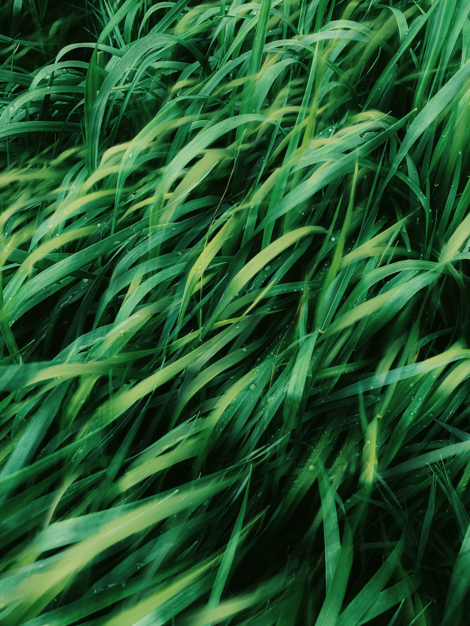 Close up of green vetiver leaves, evoking the woody & amber fragrance notes prominent in the Balneario Laconia candle 