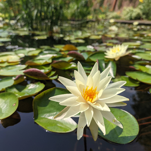 Close up of waterlilies, evoking the marine & floral fragrance notes prominent in the Balneario Coastal candle